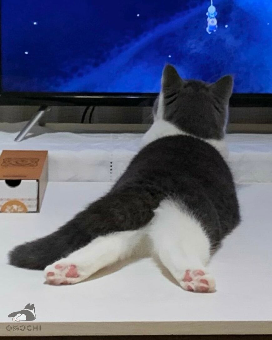 【子猫→成長後】1年の歳月を経ても「変わらない姿」にほっこり
