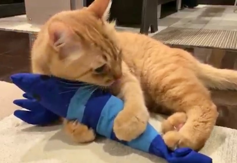 出所：@Adonis_Beginner