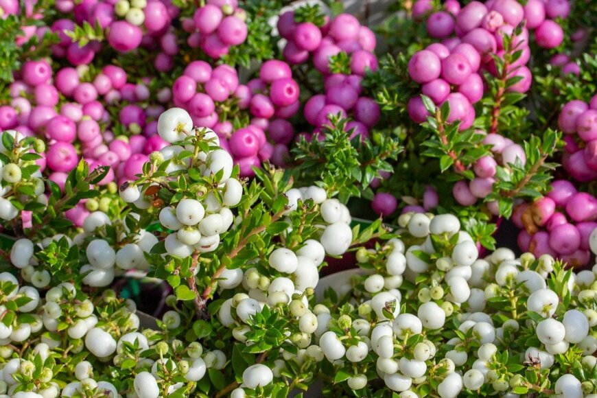 ペルネッティア　OlgaKorica/istockphoto.com