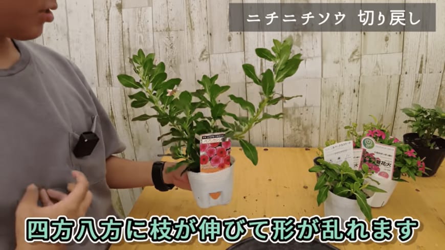 出所：@petit_fleur