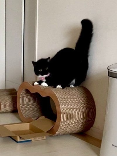 出所：@unicouniuni3