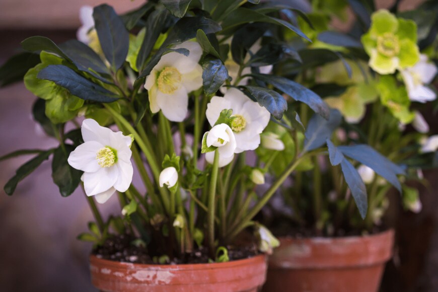 Marie Shark/shutterstock.com