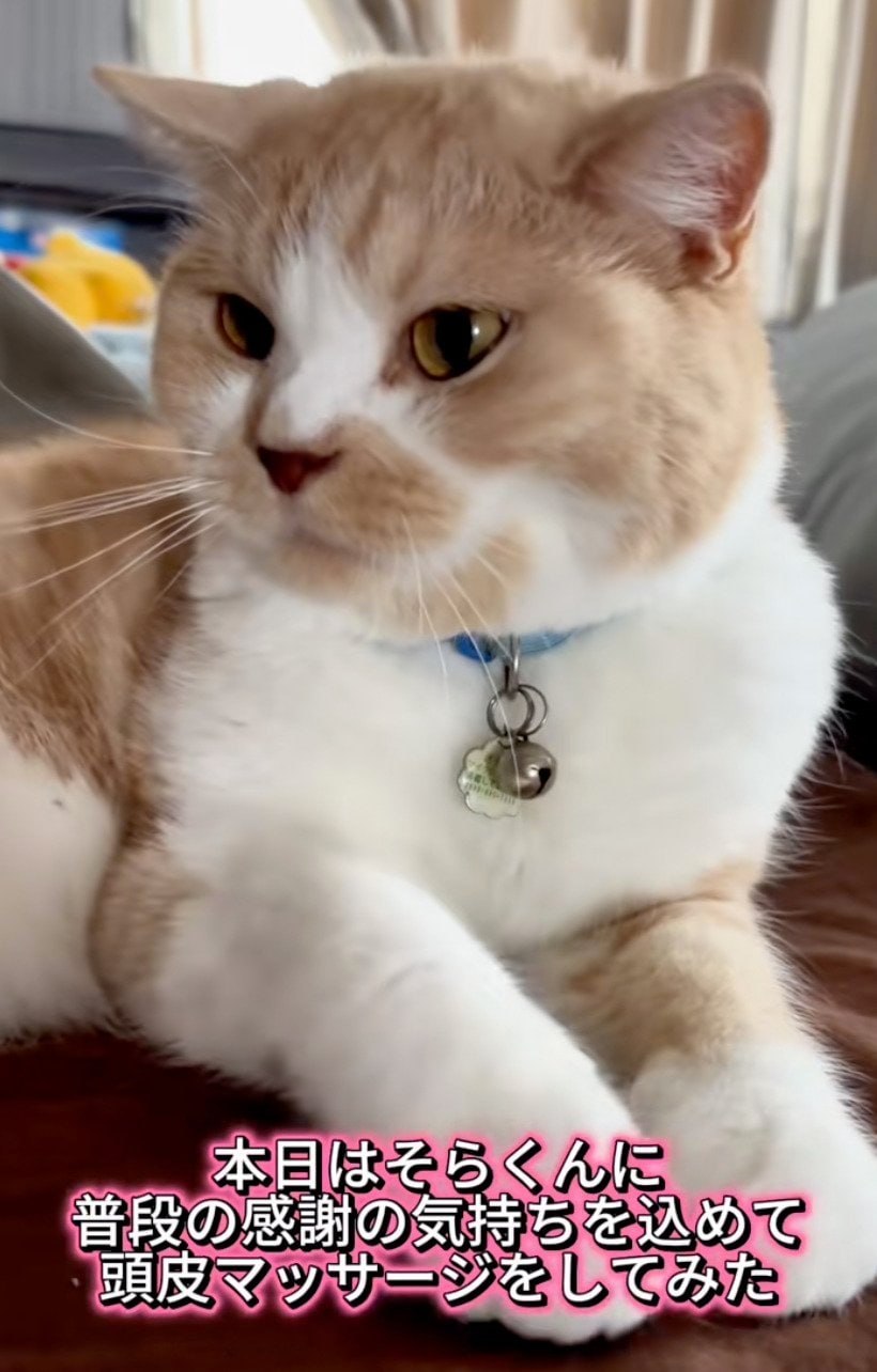 【予想外の表情に…】猫に頭皮マッサージをすると→まさかの変化に思わず目が釘付け！
