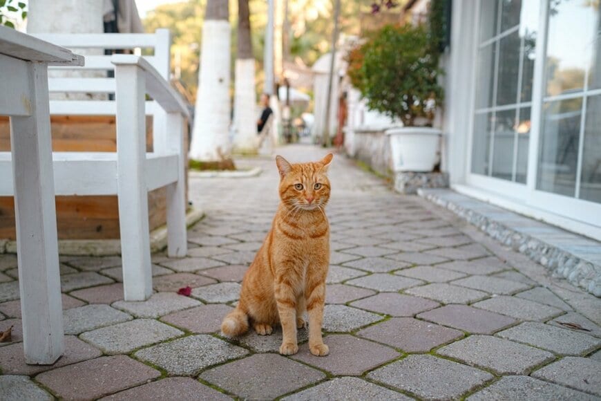「商人が被害を受けてる」トルコのカフェを占拠した生物　可愛い正体にホッコリ