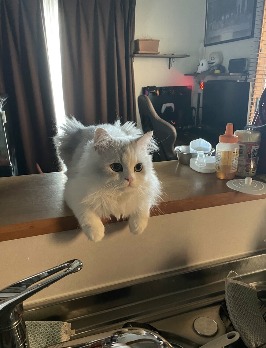 出所：@NEKOLAND13