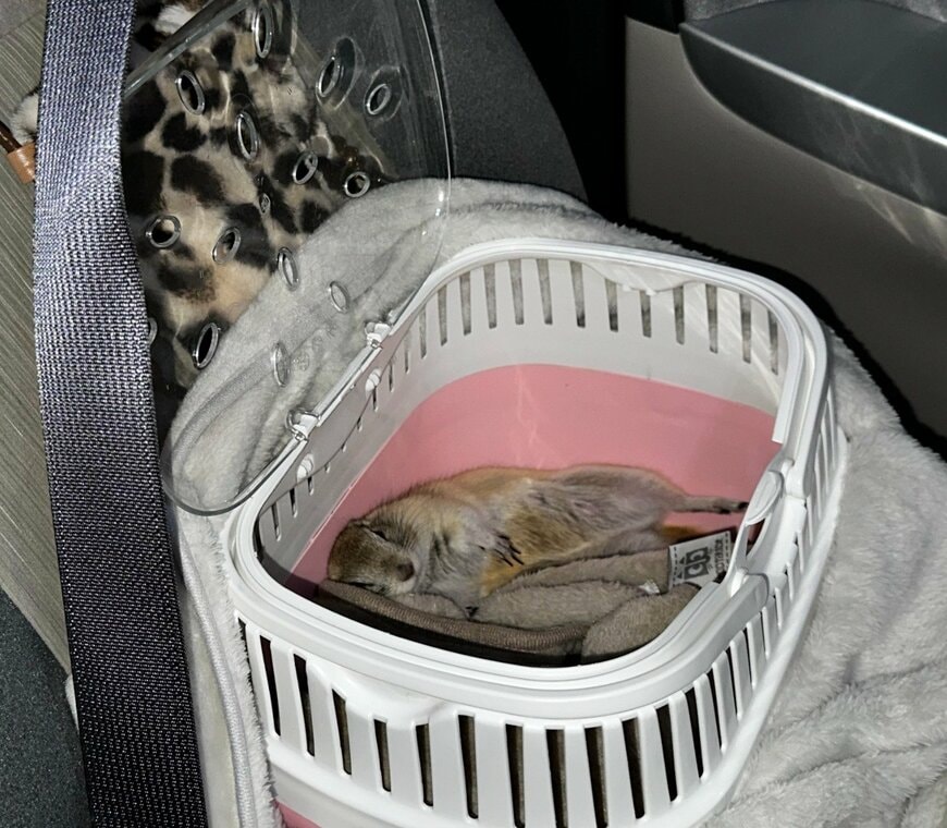 出所：@pttptt0321