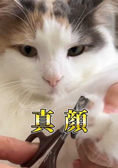 出所：@cat.kinakomochi