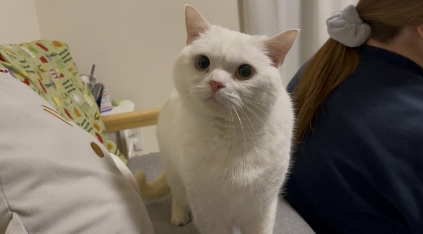 出所：@wataneko_tsuki