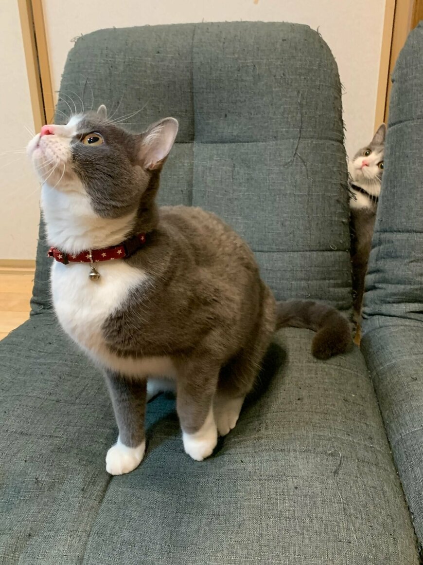 出所：@neko_wagaya