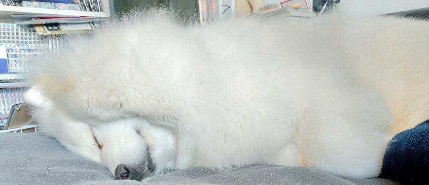 出所：@samoedsoran