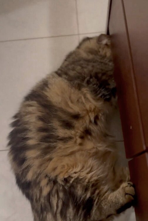 出所：@chopachabi81