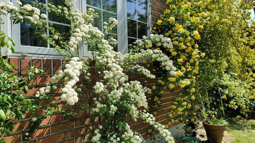 コデマリ／著者撮影