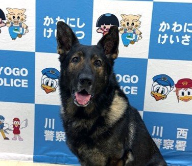 【警察犬】見た目はキュート、鼻は超一流！行方不明者を発見した兵庫県警の警察犬クライム号に感謝状（兵庫県）