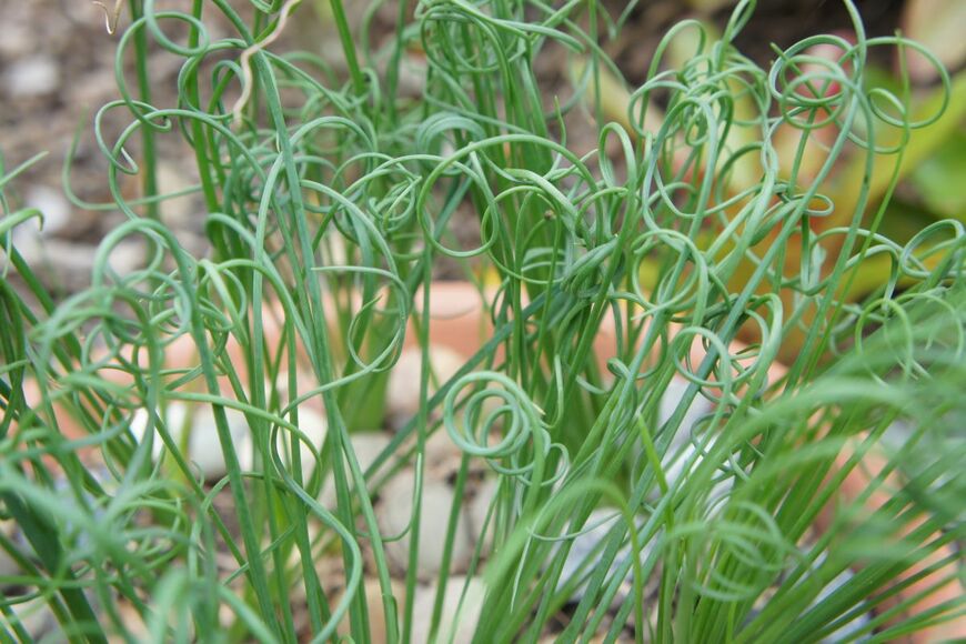 Nancy McAlary/shutterstock.com