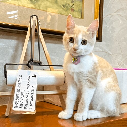 画像出所：楽天トラベル