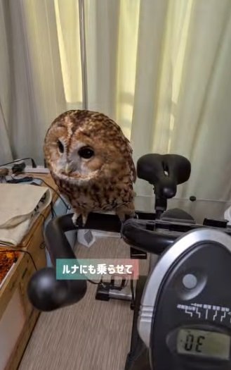 出所:@mori_luna_tawny_owl