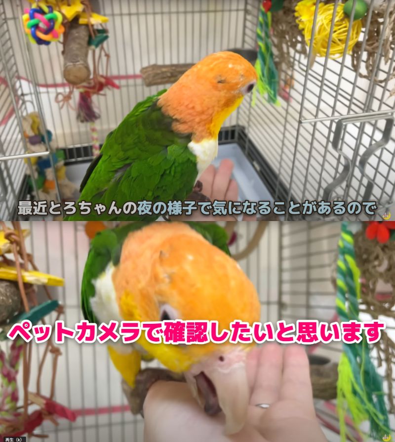 出所：@anz_omomiri