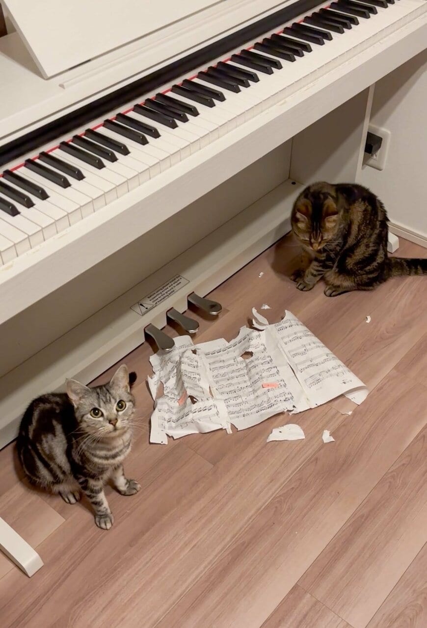 「ビリビリ事件」の現場写真を並べると共通点が…2匹の猫、犯人はどっち？わんぱく猫ちゃんたちに癒される