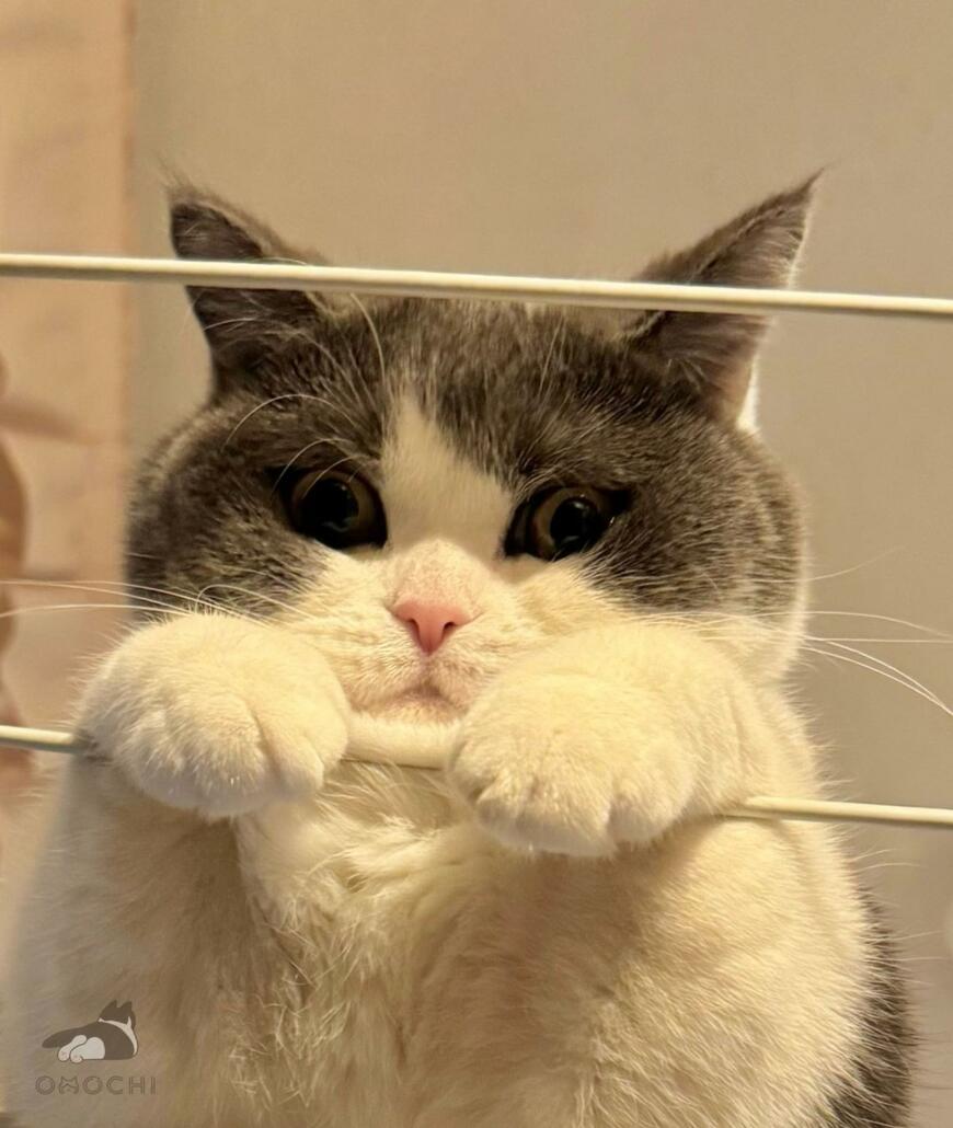 洗濯物干しが好きな猫　器用に座る姿に思わず見入ってしまう
