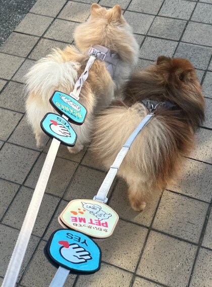 出所：@mirumo__pon