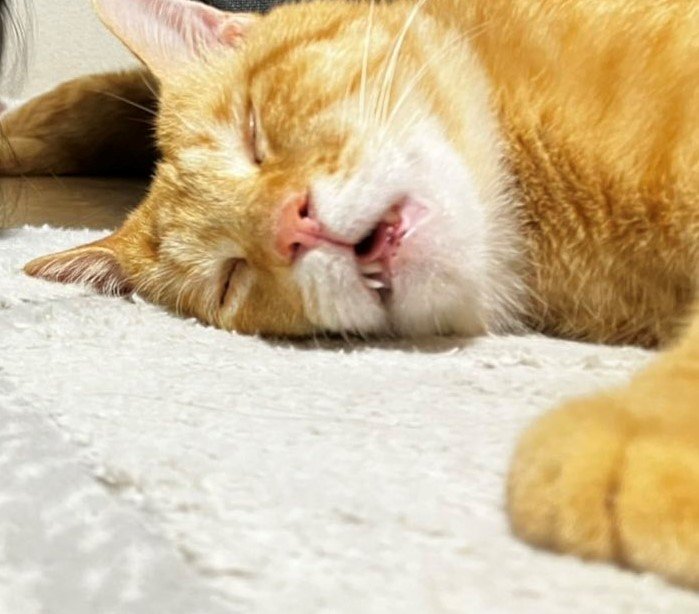 出所：@Beercat_Ana_Dar