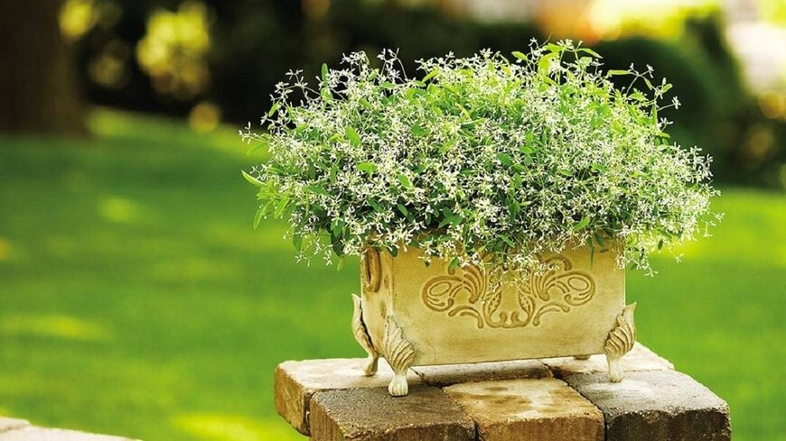 出所：PROVEN WINNERS（R）　ユーフォルビア ダイアモンドフロスト