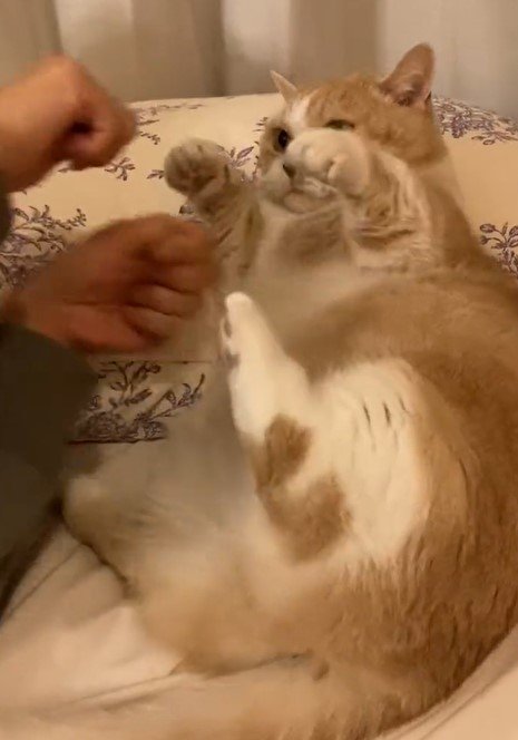 出所：@nekotansoku