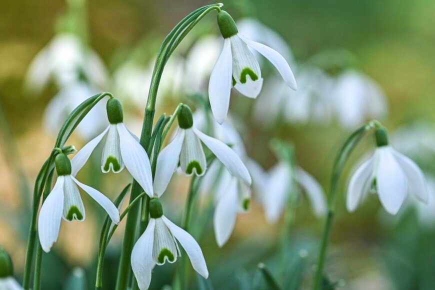 James Nature Pics/shutterstock.com