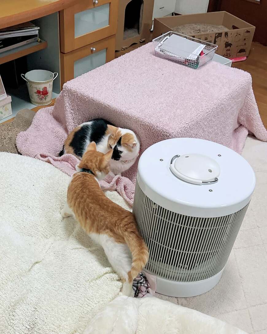 出所：@hikaitimilky