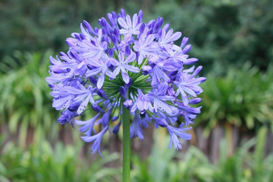 Aileeja/Shutterstock.com