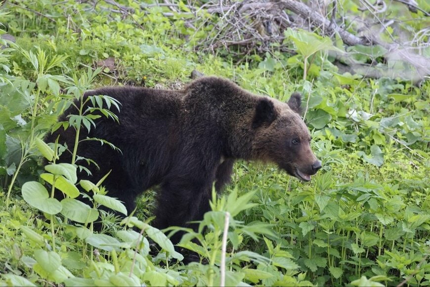 自宅に残された「クマの痕跡」に思わず目を疑う クマが好む意外な匂いに「知りませんでした」「怖すぎるって」