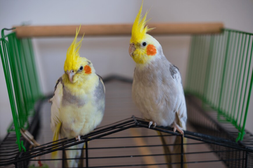 Erik Podobny/shutterstock.com