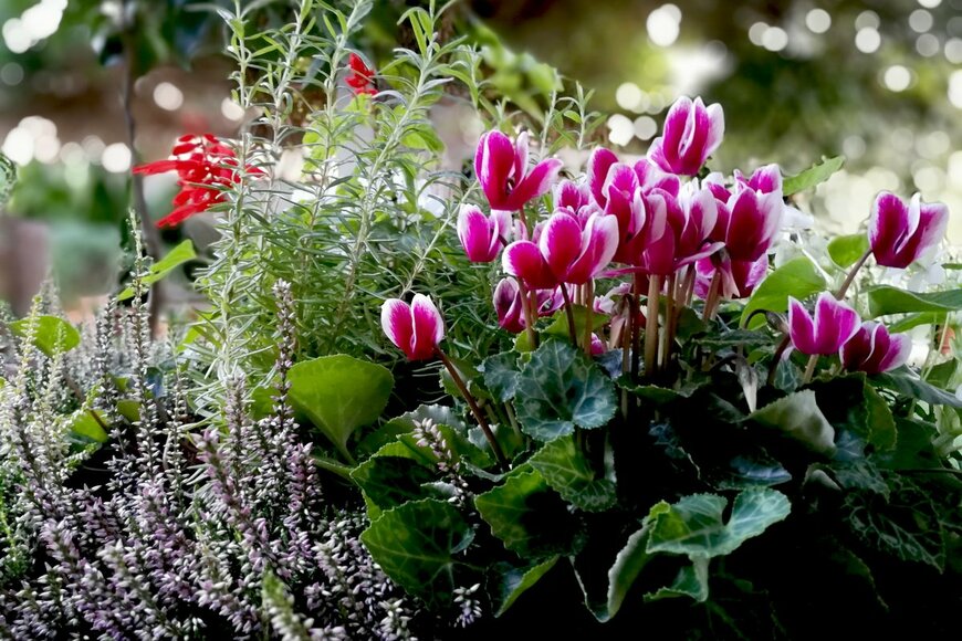冬にオススメの花「ガーデンシクラメン」寄せ植えの作り方＆相性のよい植物は？【ガーデニングアーカイブ2021/12】