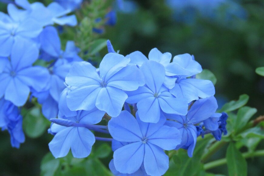 【ガーデニング】春から初夏の「ブルーガーデン」がお洒落！青い花咲くオススメの植物9選