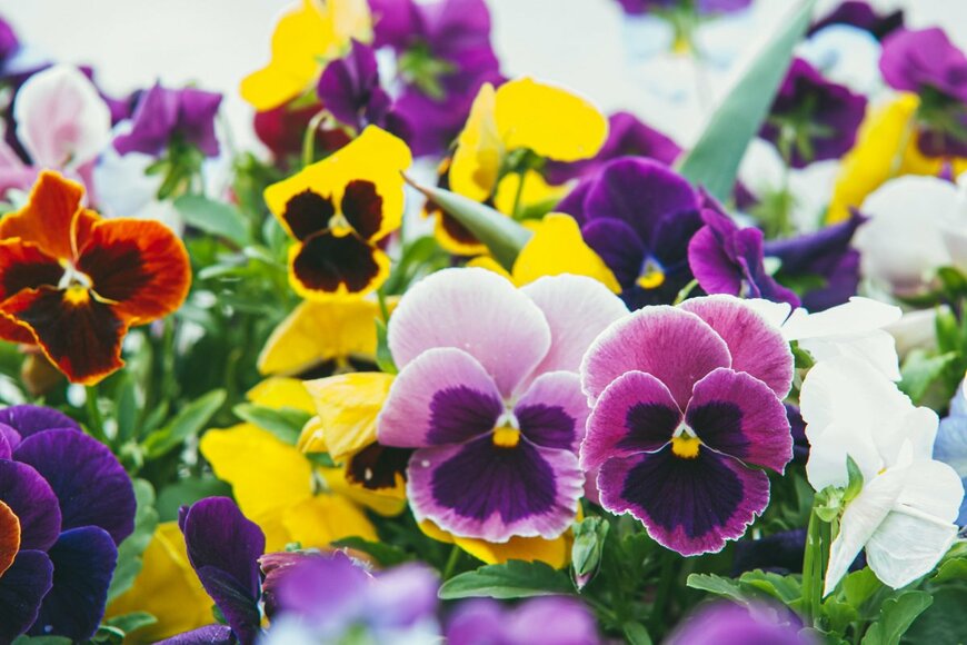 【ガーデニング】冬から春の花壇はパンジー・ビオラ！ 定番～注目の13種を紹介
