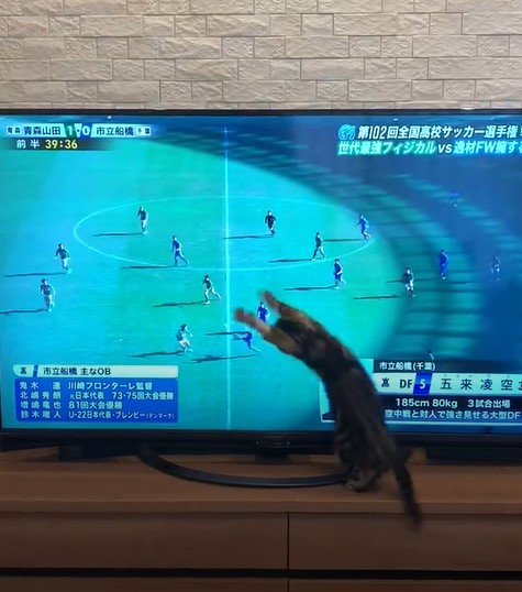 テレビに飛びつく猫