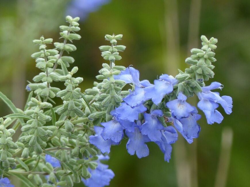 透明感のあるブルーの花が可憐な「サルビア・アズレア」