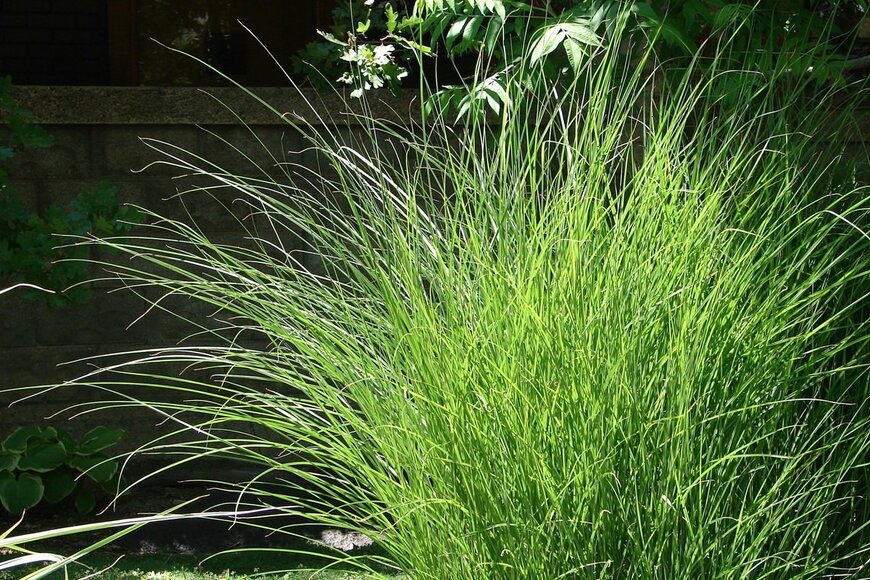 細い葉を伸ばしている、イトススキ