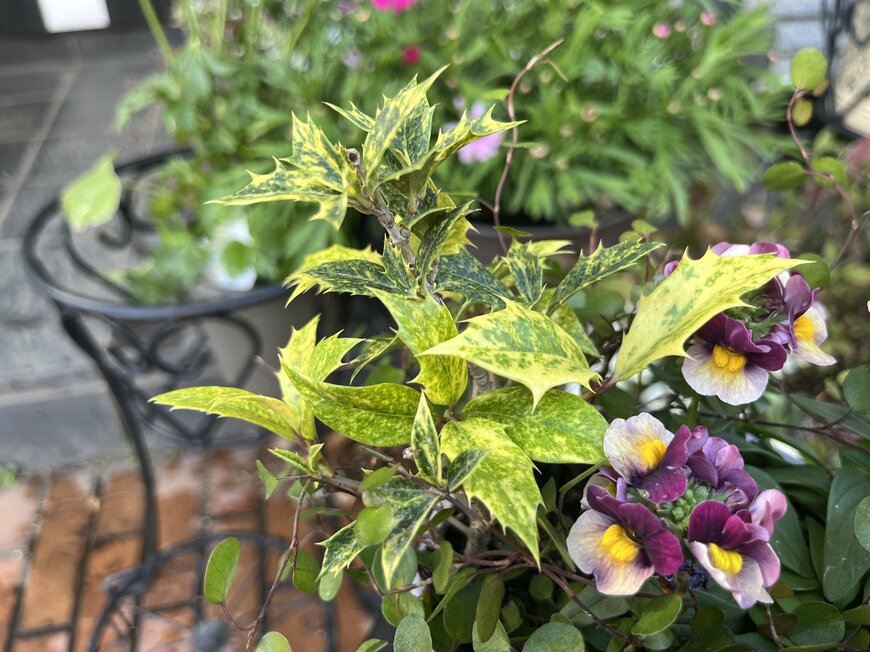 ゴシキヒイラギ