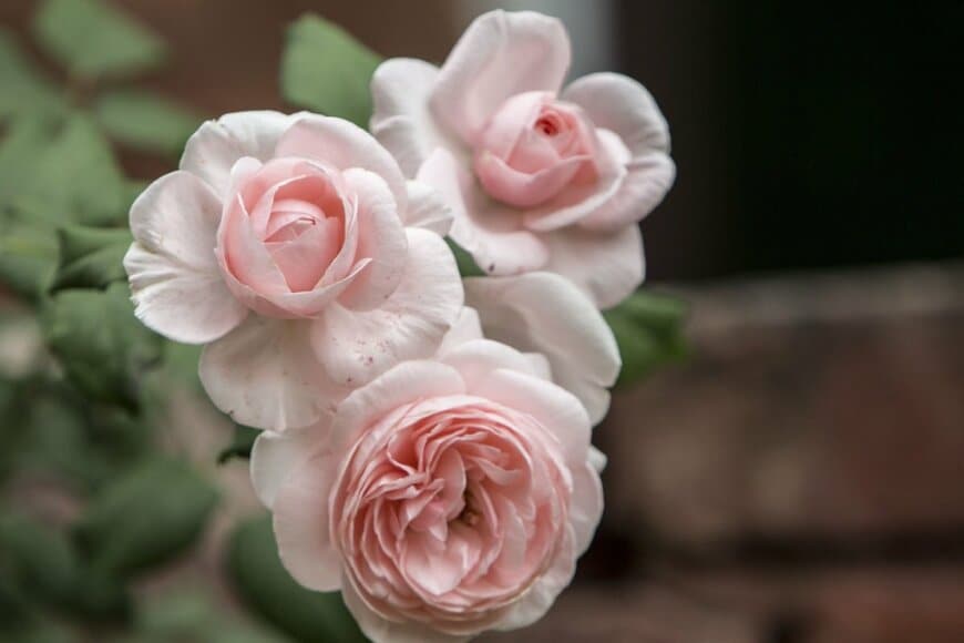 ピンクの花を咲かせている、ナエマ