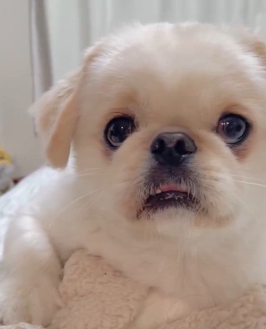 目を見開く犬