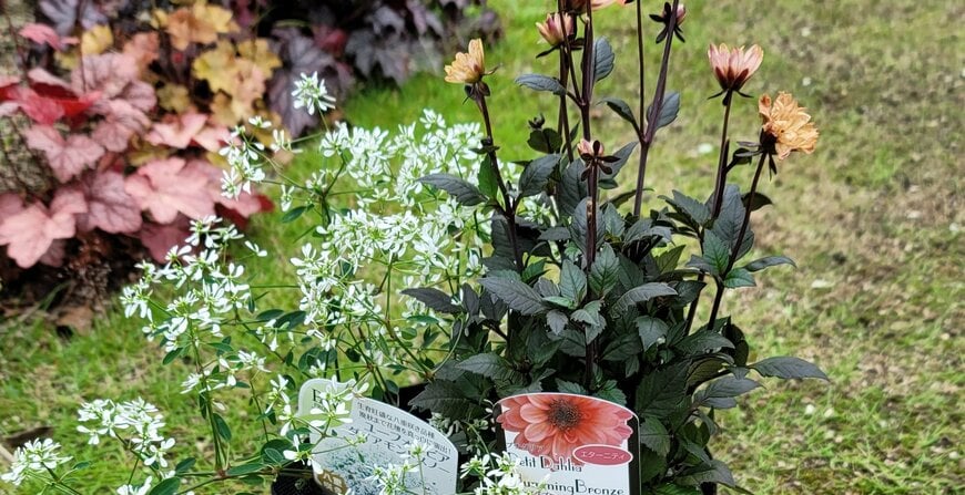 プチダリア ハミングブロンズ・エタニティの写真