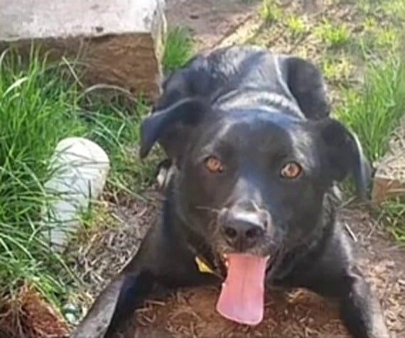 舌を出してくつろぐ、穏やかな表情の犬