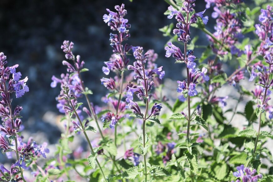 うす紫色の小花を穂状に咲かせているキャットミント