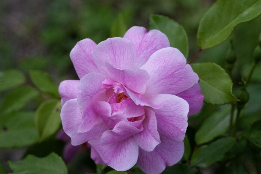 紫がかったピンク色のオールド・ブラッシュの花が咲いている。