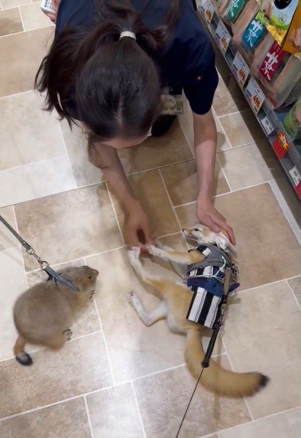 店員さんとフェネック