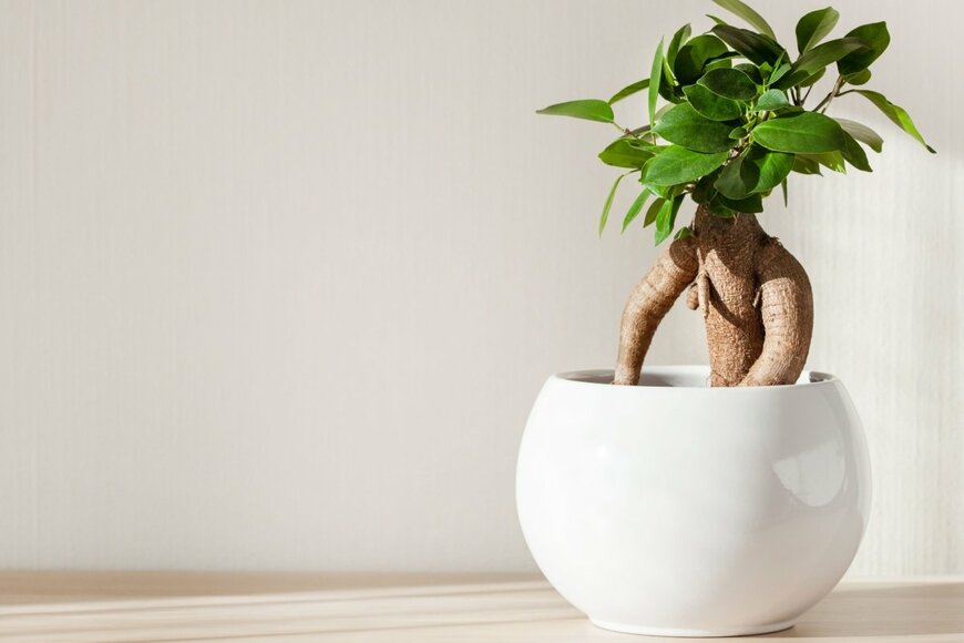 ガジュマルの木。白い丸いポットに植えられている。