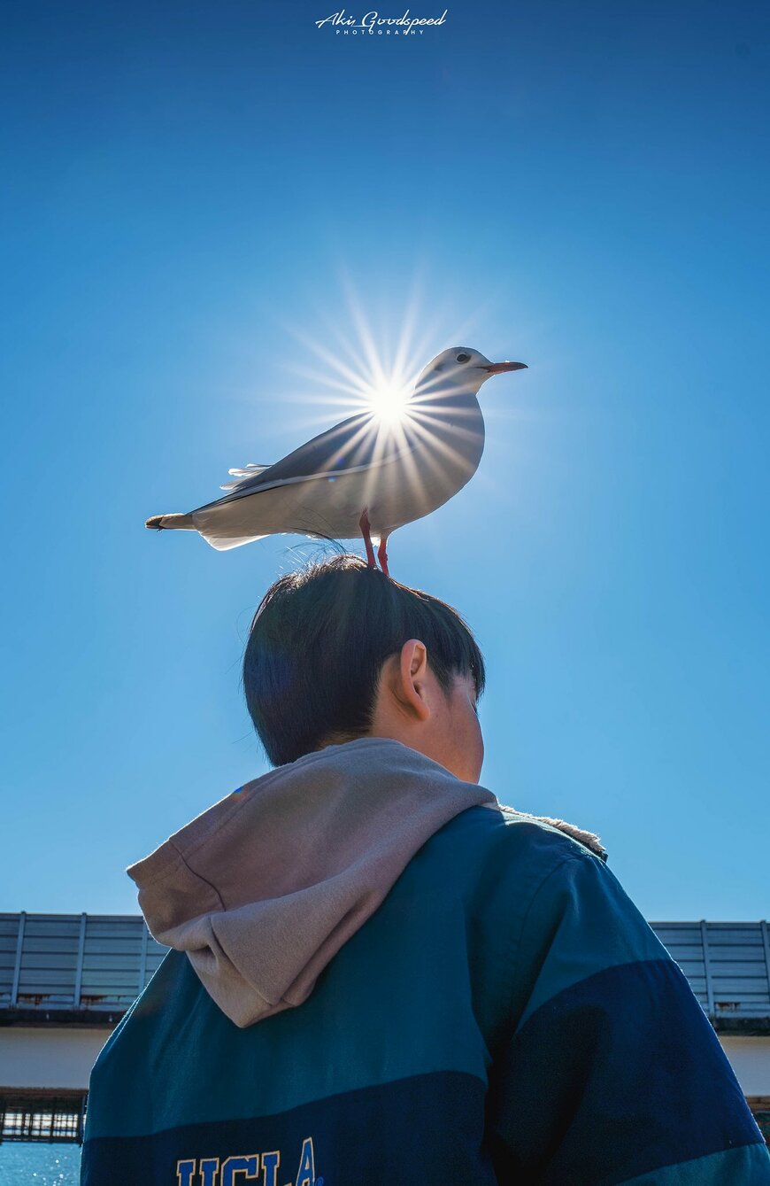 カモメと少年の写真