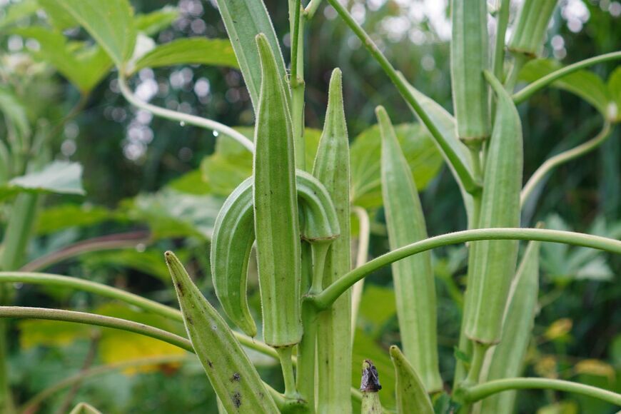 オクラの実がなっている。色は緑。