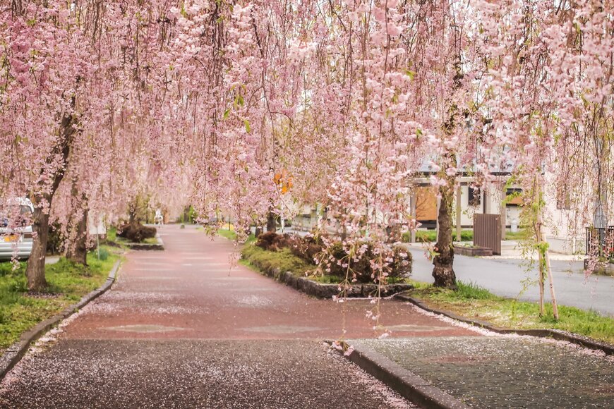 しだれ桜のトンネルが幻想的な雰囲気